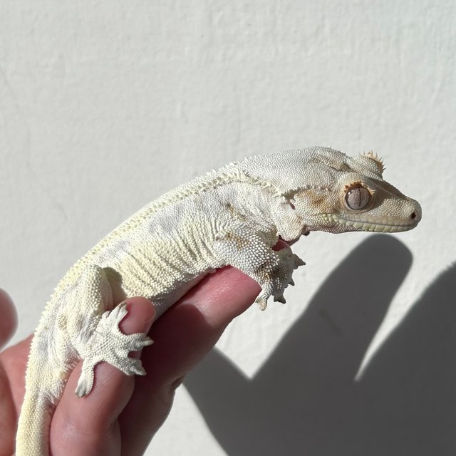 Lilly White