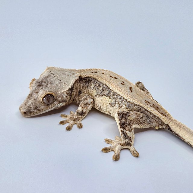 Normal Tri Quad Full Pinstripe White Spot
