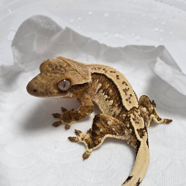 Normal White Spot Harlequin Quad