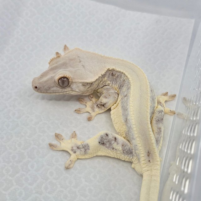 Lilly White