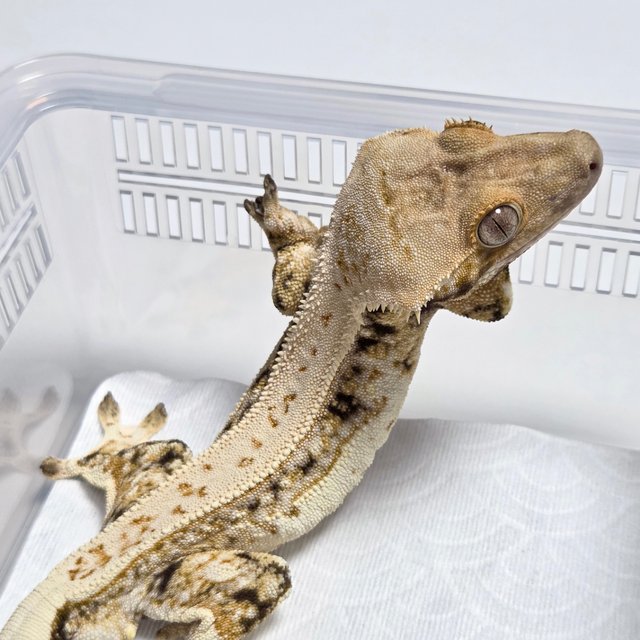 Quad White Spot Tri Full Pinstripe Normal