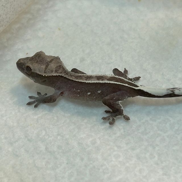 아잔틱