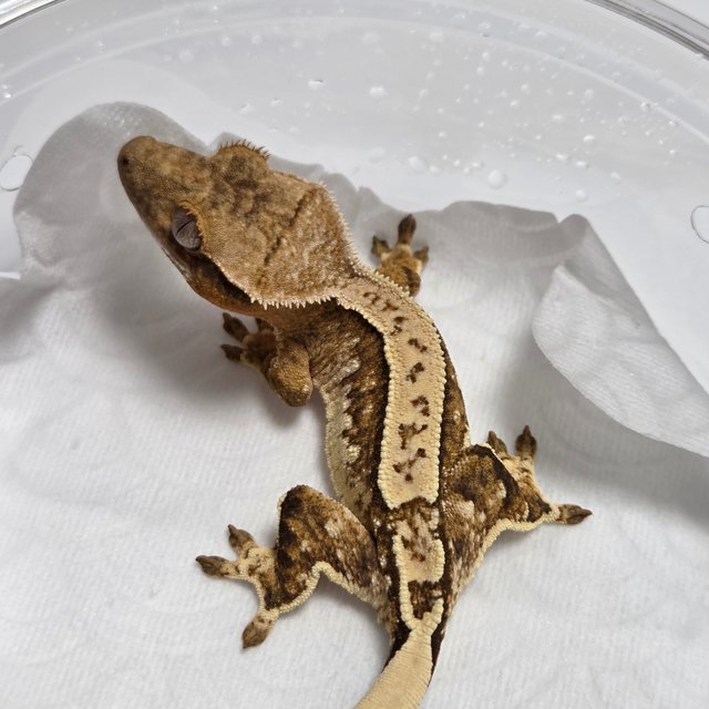Normal White Spot Harlequin Quad