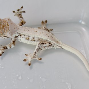 Lilly White