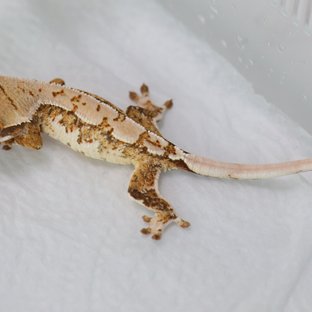 트라이