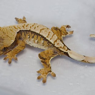 트라이