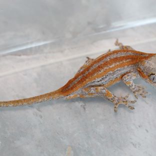 동배