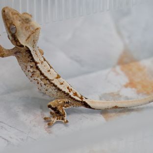 트라이