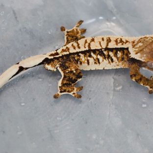트라이
