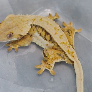 트라이