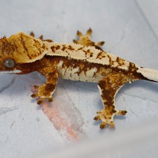 트라이