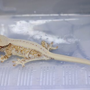 Lilly White