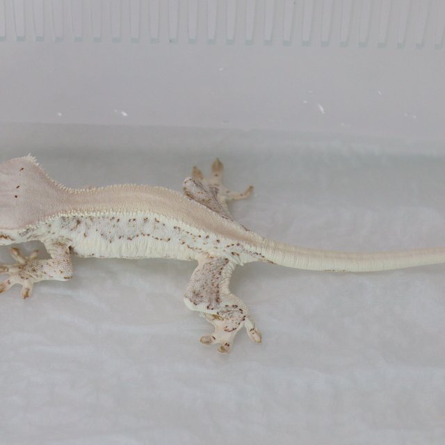 Lilly White