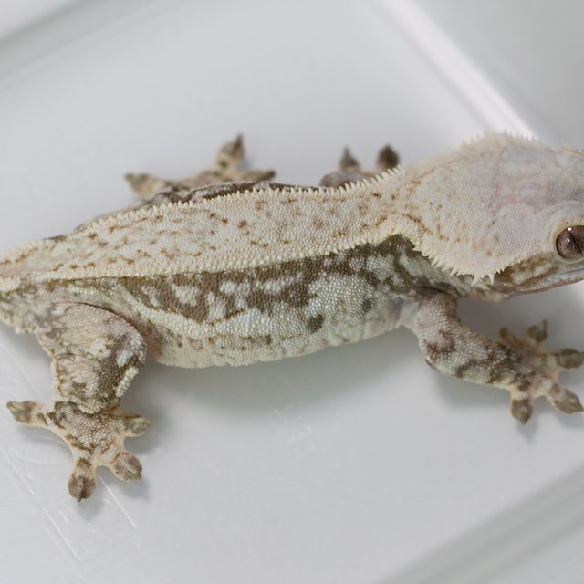 Quad Pinstripe Tri