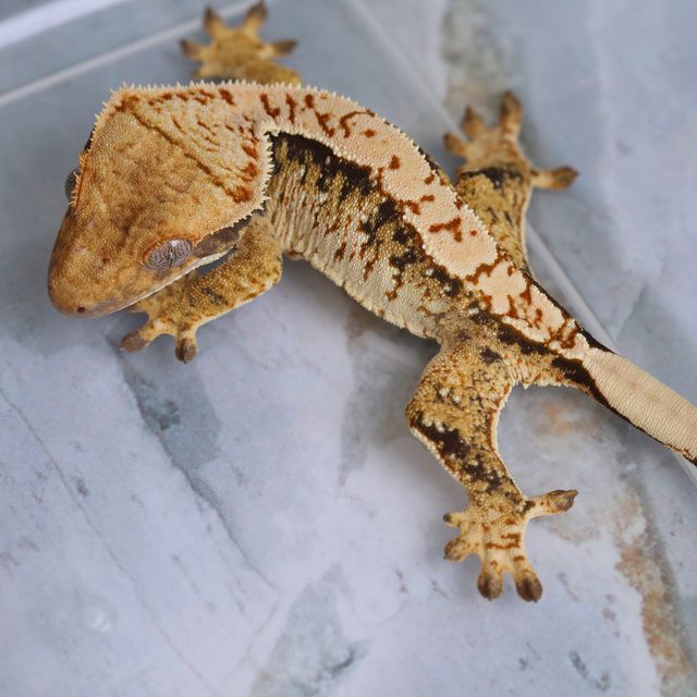 트라이