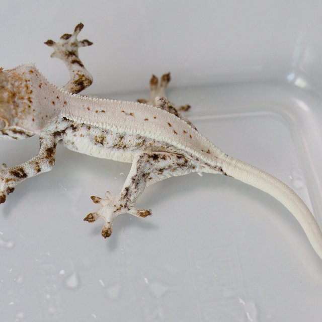 Lilly White