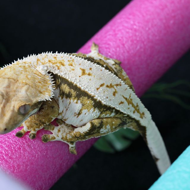 트라이