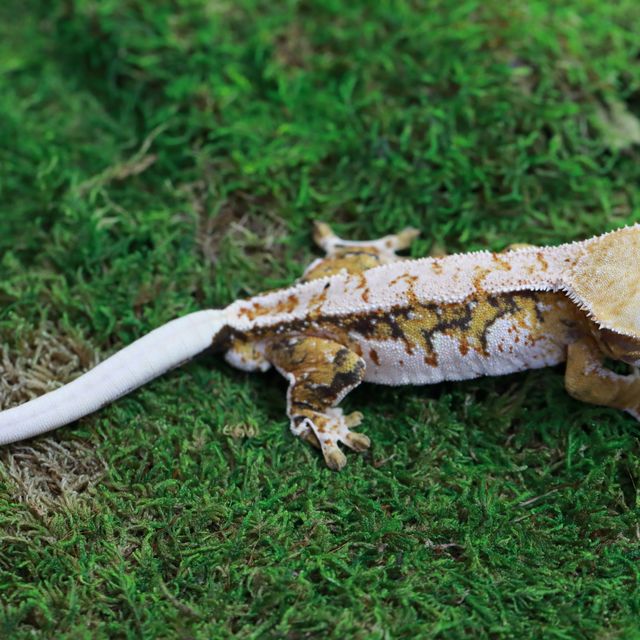 트라이