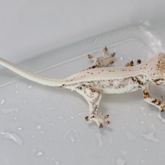 Lilly White