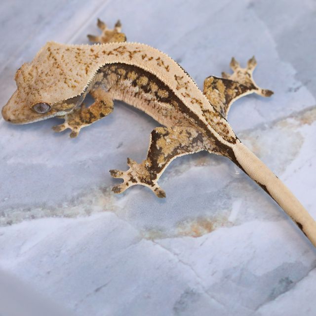 트라이 핀스트라이프
