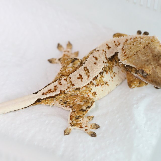 Tri