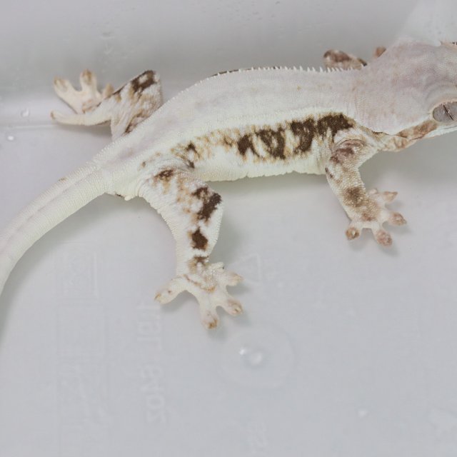 Lilly White