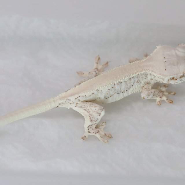 Lilly White