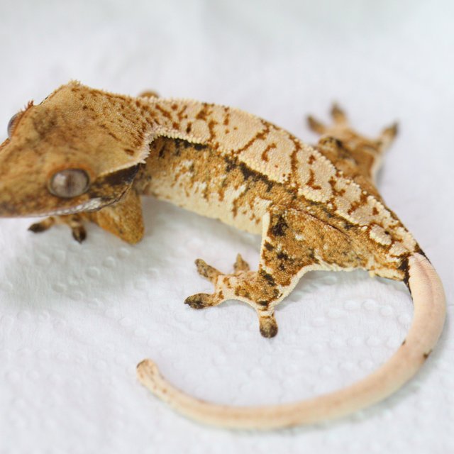Tri