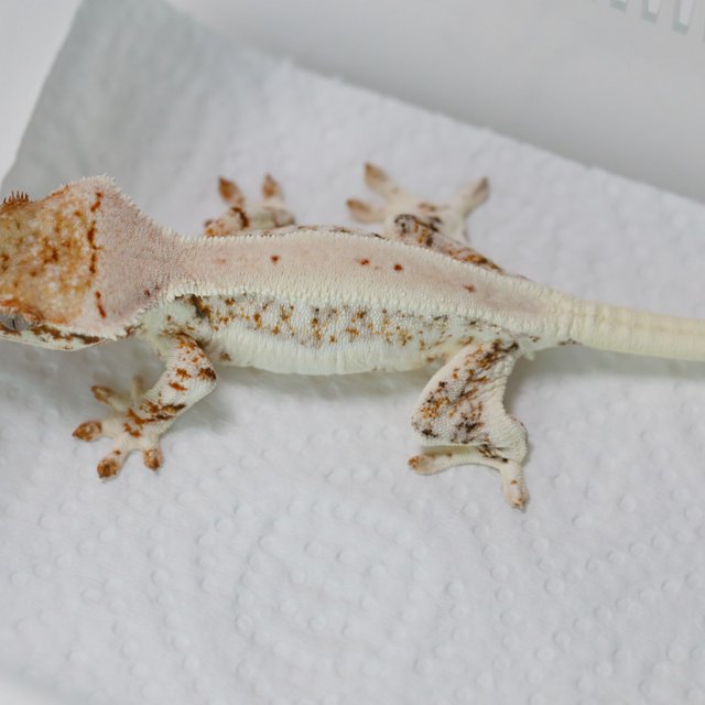 Lilly White