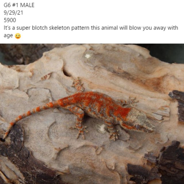 Blotched Skeleton