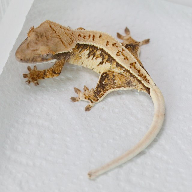 Tri