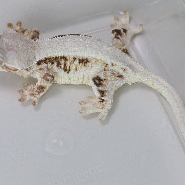Lilly White