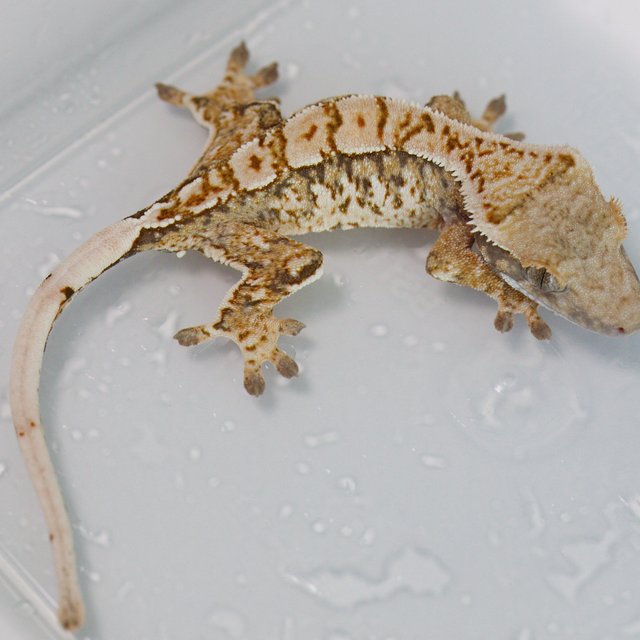 Tri