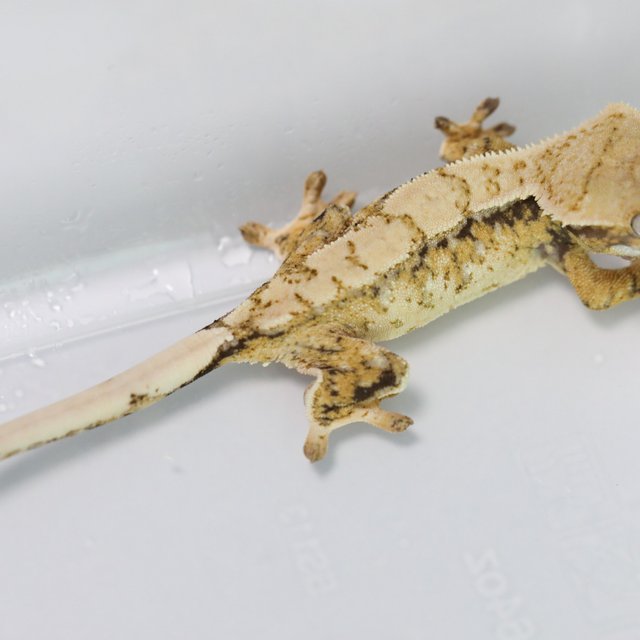 Drippy Tri Pinstripe
