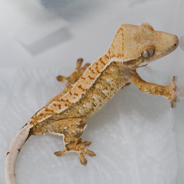 Tri