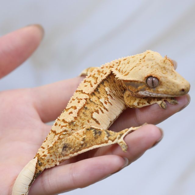 트라이