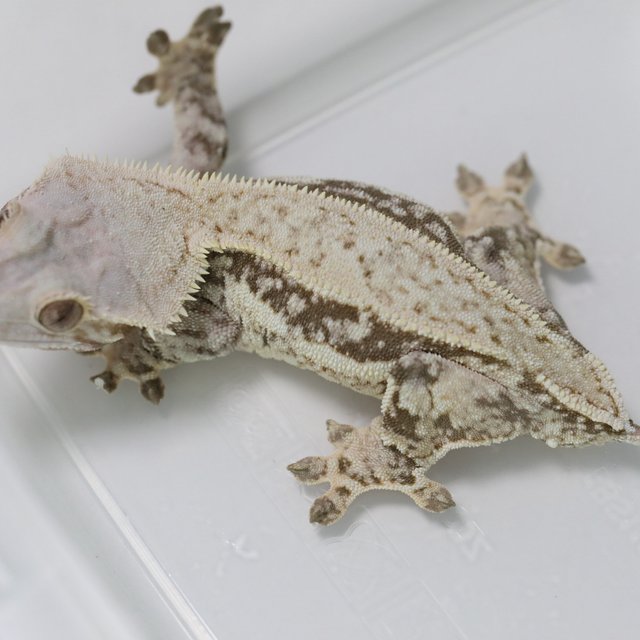 Quad Pinstripe Tri