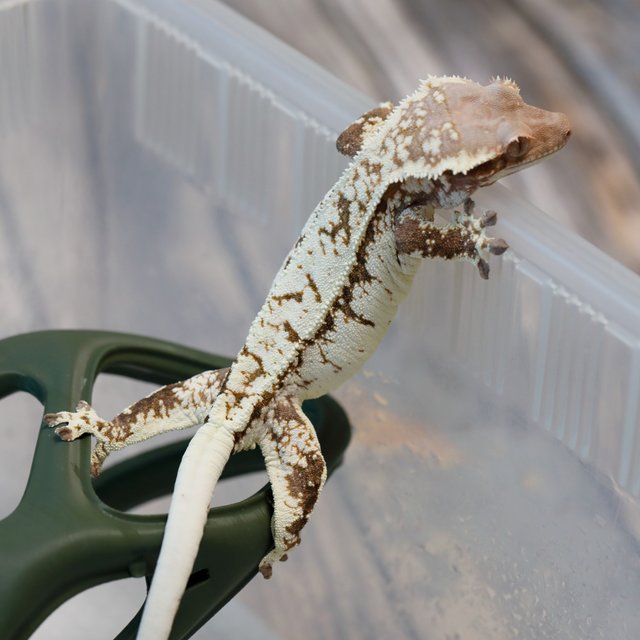 트라이 카푸치노