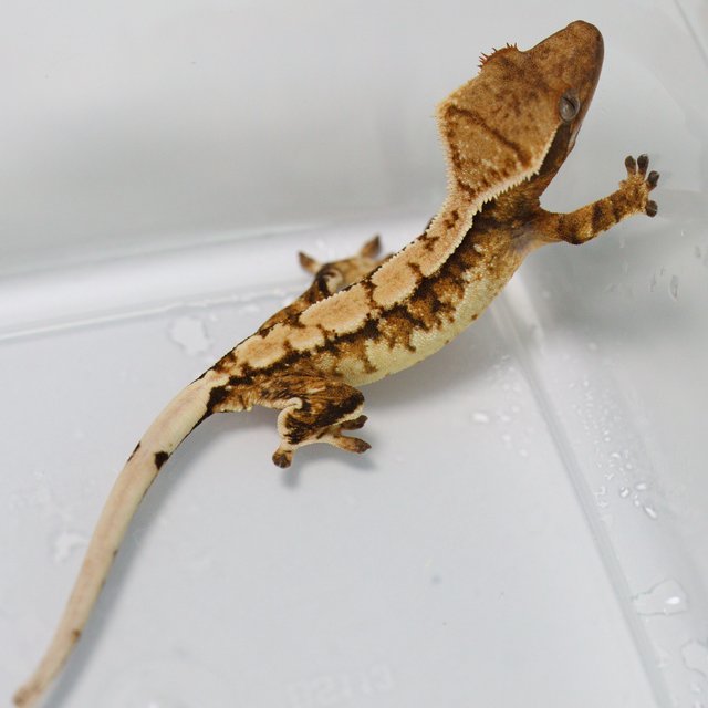 Tri