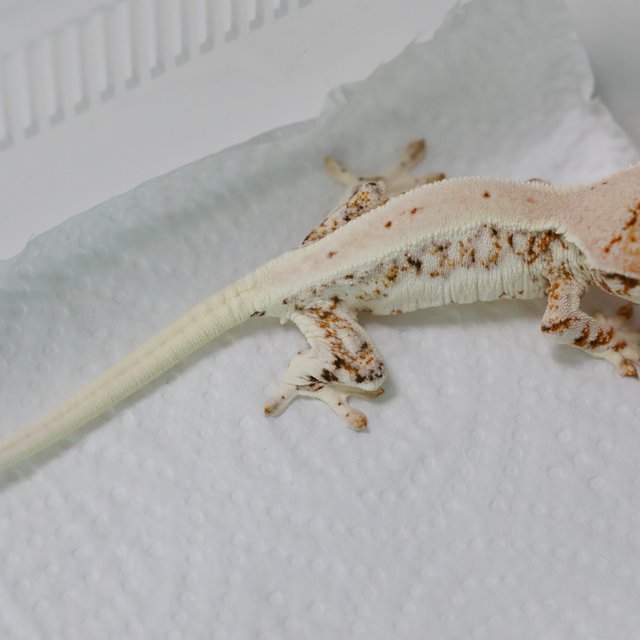 Lilly White