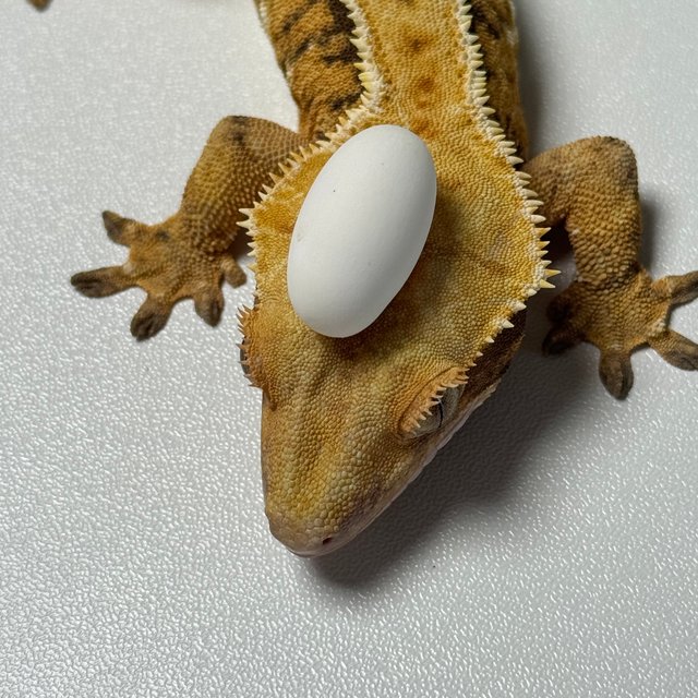 바브 트라이 텐저린 화이트스팟