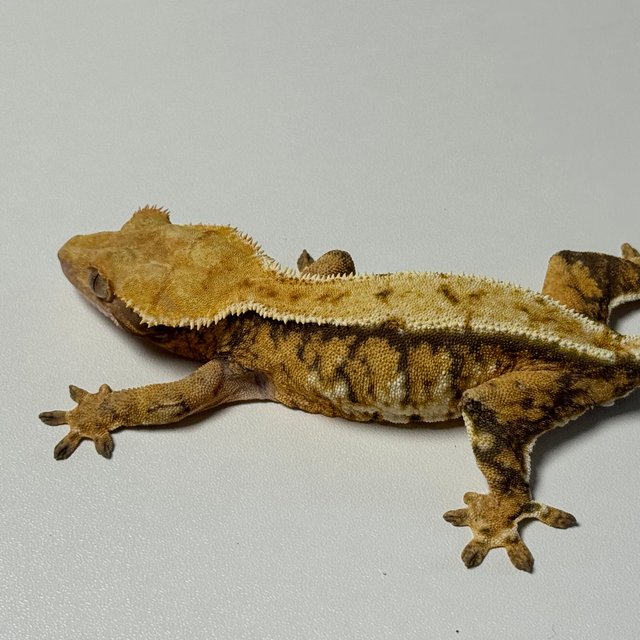 바브 트라이 텐저린 화이트스팟