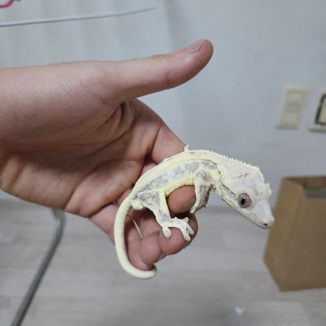 릴리화이트 트라이