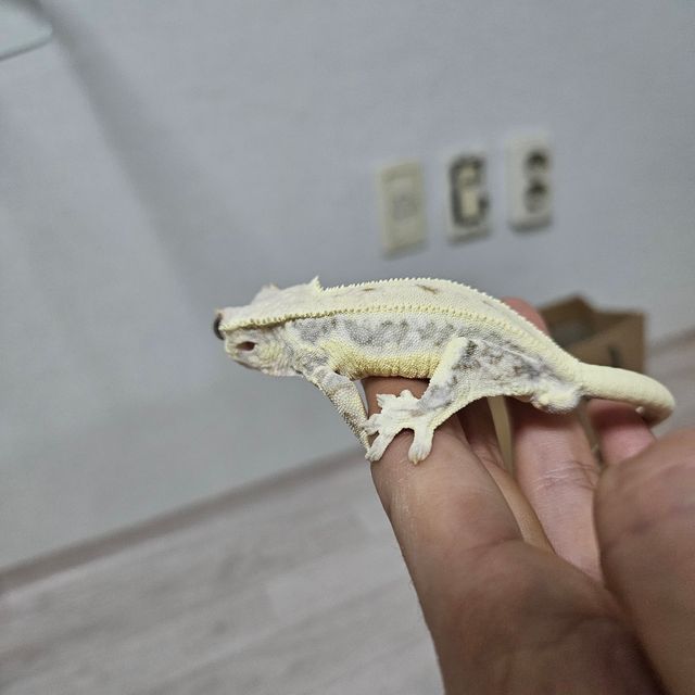 릴리화이트 트라이