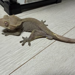 루이