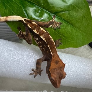 카푸치노