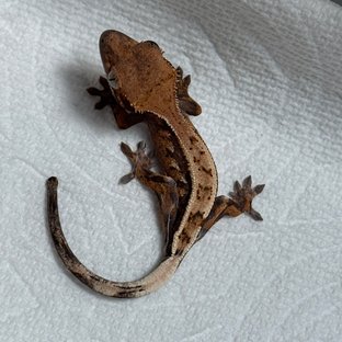 세이블 트라이 익스트림할리퀸 텐저린 풀핀