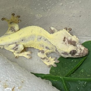 릴리 세이블 세이블 크림