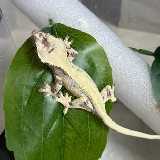 릴리 세이블 세이블 크림