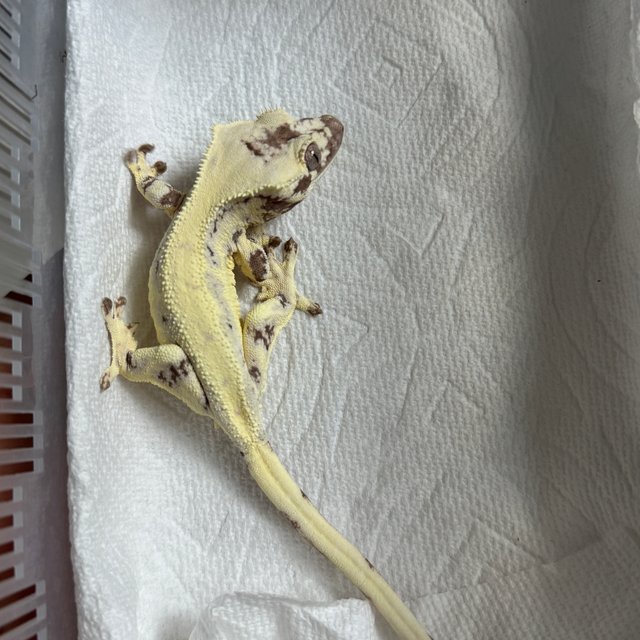 릴리 세이블 세이블 크림